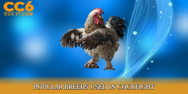 Popular Breeds Used in Cockfight