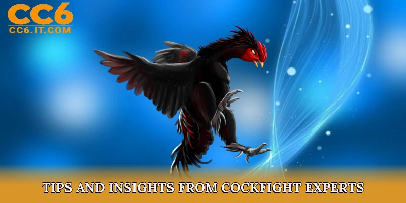 Tips and Insights from Cockfight Experts
